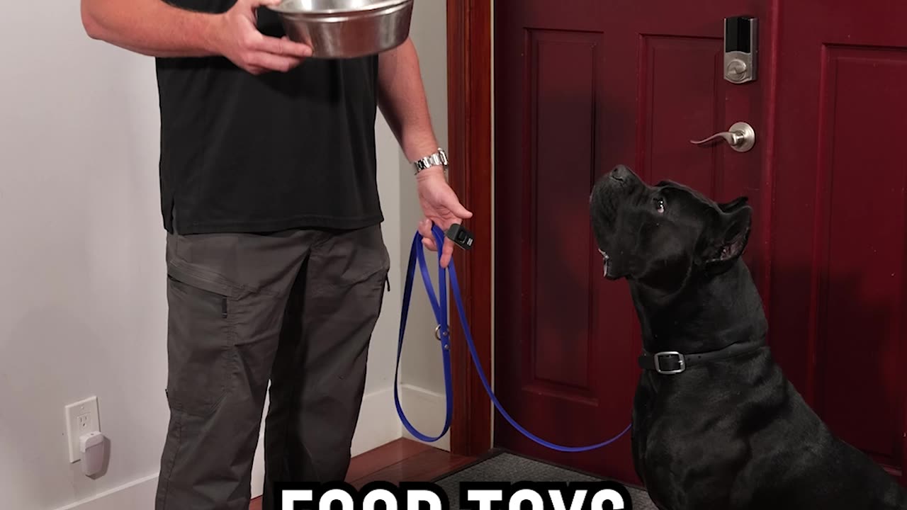 You MUST Master These 3 Things With Your Dog