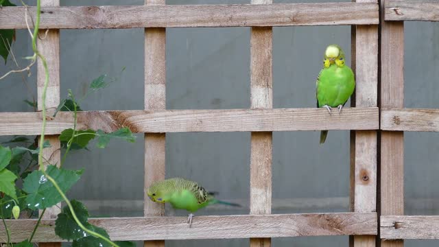 30 Min of Budgie sounds for Lonely Budgies