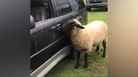 funny pet doing stupid and funny things things