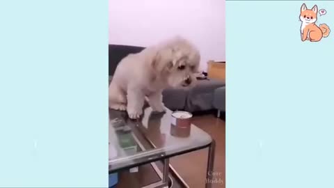 You will laugh at these DOGS!! Dogs compilation