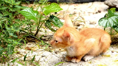 Anak kucing lucu __ cat lovers __ mood