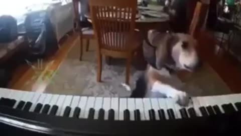 Dog Playing Piano With Singing #shorts #viral #shortsvideo #video