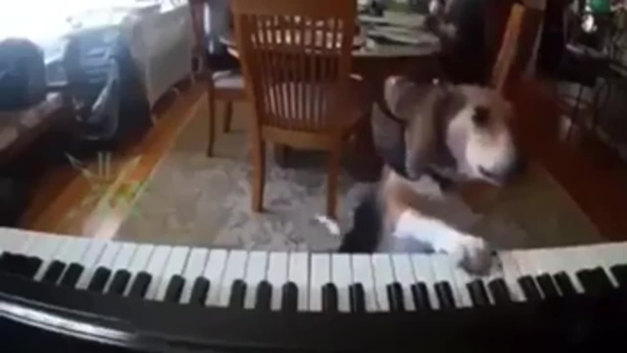 Dog Playing Piano With Singing #shorts #viral #shortsvideo #video