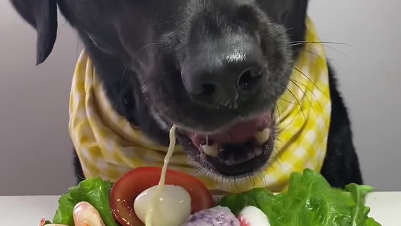 Dog is eating food.