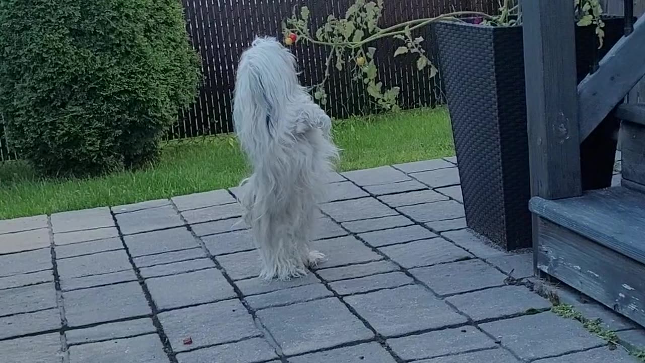 Doggy Dances For a Tomato