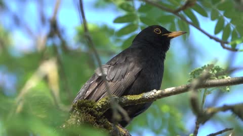 Bird with incredible sound