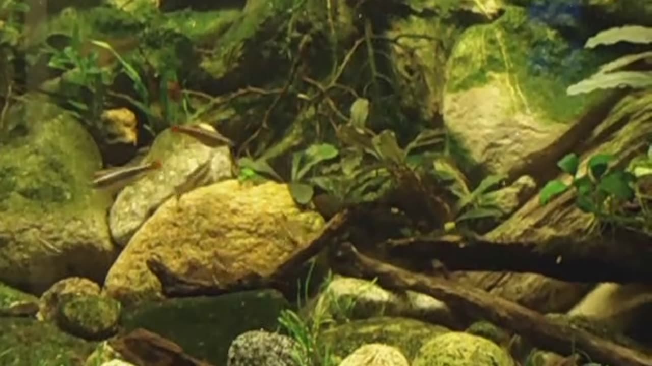 White cloud minnows in aquarium