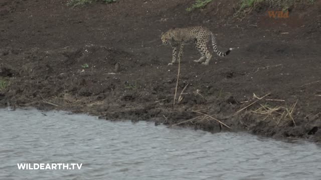 Crocodile Catches Cheetah!