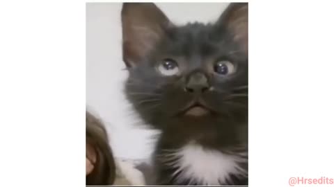 Cross-Eyed Cat Meme 😂 Viral "Huh?" Cat Moment | Funny Black Kitten Goes Viral!