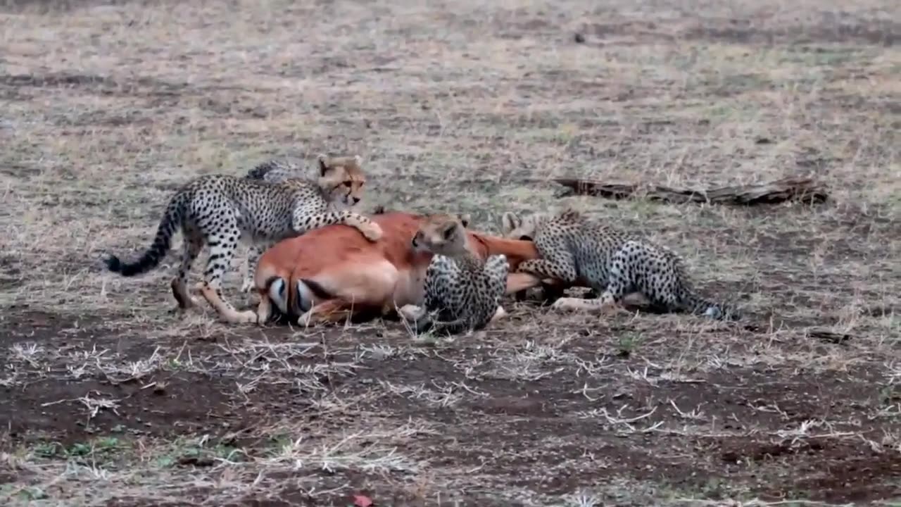 Cheetah Cubs Hunting Lessons with Mom😬