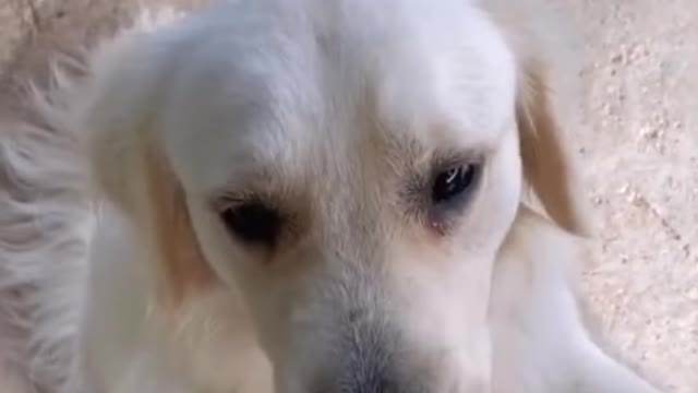 Two smart dogs know how to beg for money to buy sausages