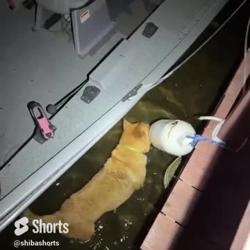 What is wrong with our cat ?