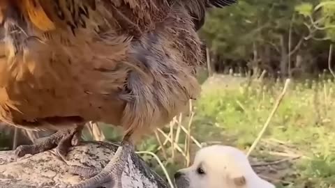 Puppy and puppy friendship . A beautiful moment - #shorts