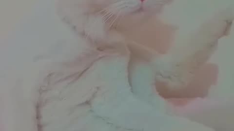 Cute and funny cat video.
