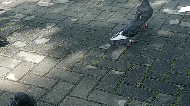 Pigeons