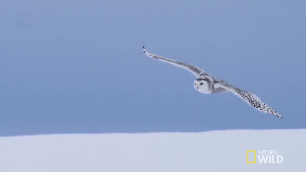 Silent Snowy Owl Attack | Alaska's Deadliest