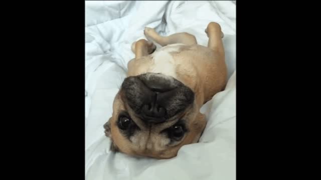 Fainting dog gif video