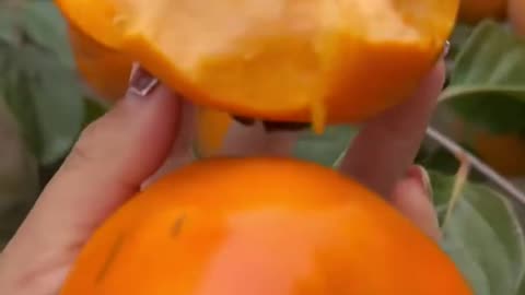 It's great to eat persimmons at the tree - Beautiful and fresh persimmon farm #satisfying
