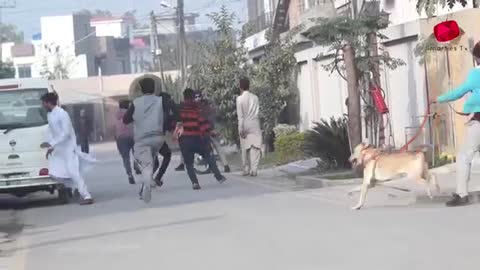 Real Dog Bark Prank