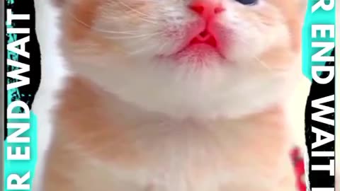 So Cute Baby Cats kids video 😻 | #shorts #viral