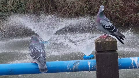 Pigeons On A Fence By A Lake In North Wales