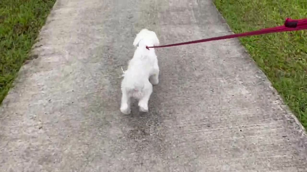 WHEN HE KNOWS HE IS AT THE VET 🤣🩺