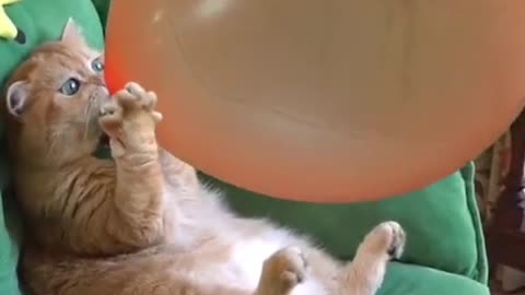 Cats kitten
