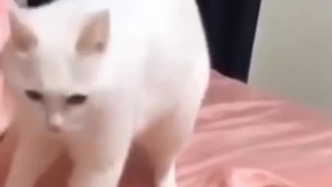 Cute Cat Scared video