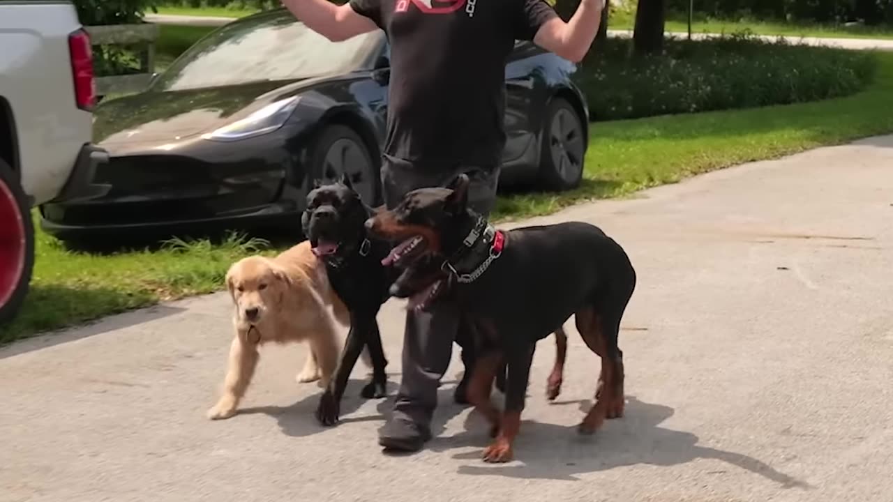 DON’T TRY THIS AT HOME: The Quadruple Dog Heel #youtube