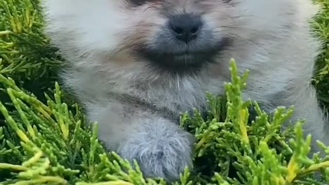 Funny 🤣🐕 dog viral #dog