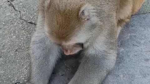 Monkey is looking the mobile___