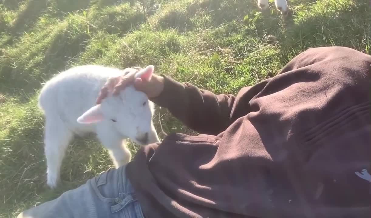 Cute Lamb Needs Attention