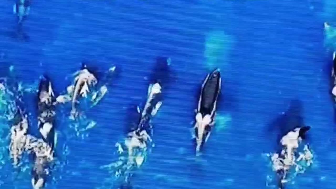 Killer whales' mating