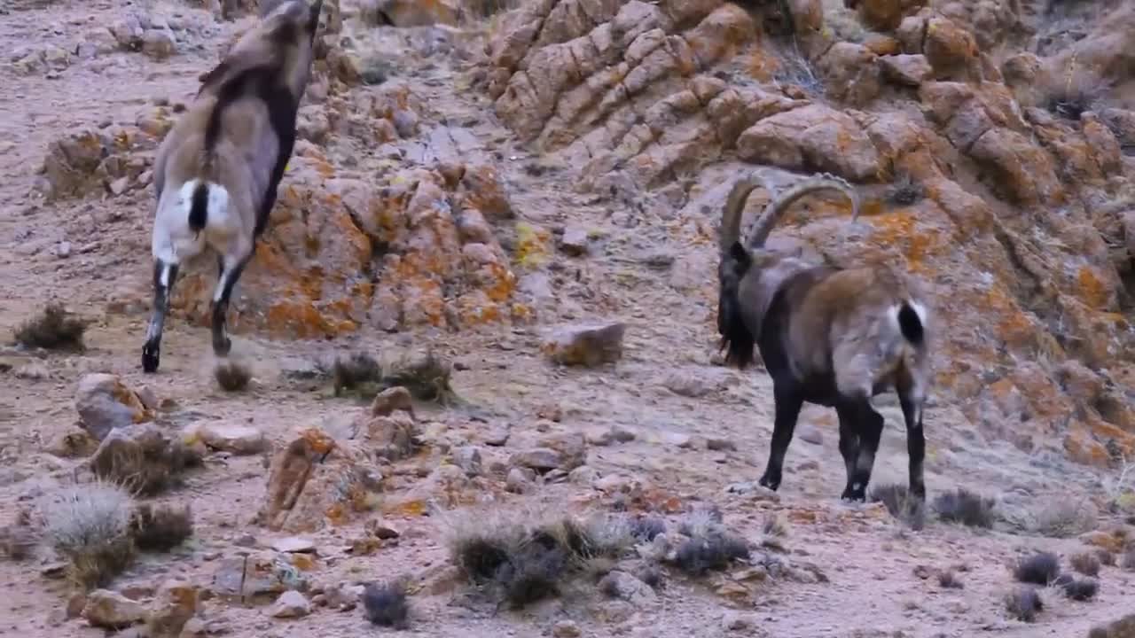 Goats climb mountains by uncanny workmanship