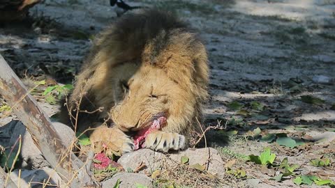 Lions Feeding Time - DO NOT DISTURB