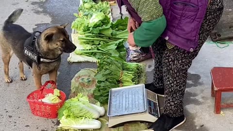 Dog goes Shopping