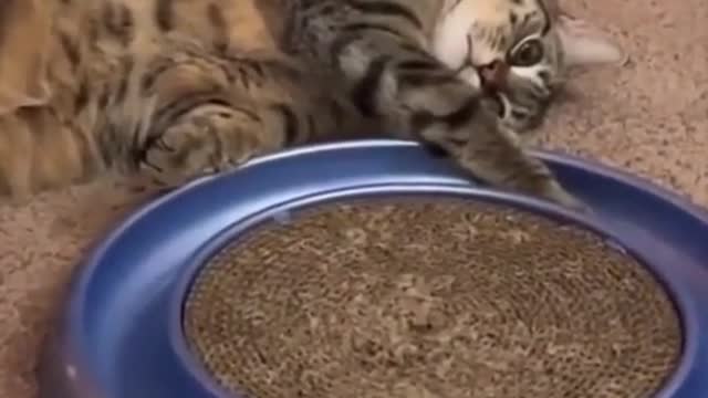 funny cats