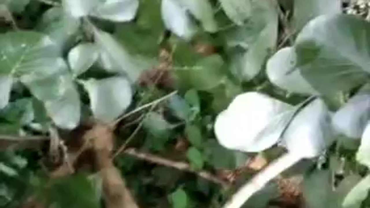 Tigers 🐅🐯 attack in villages