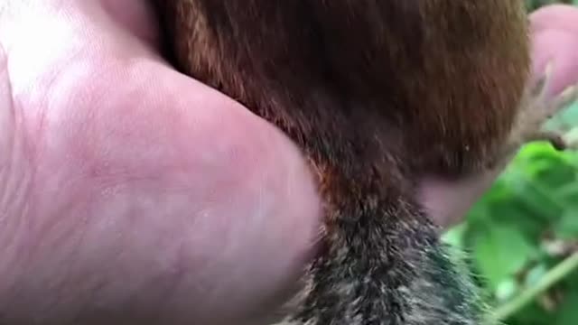 Mooshy wanted to show you his tail