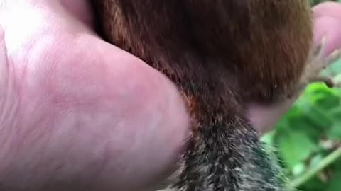 Mooshy wanted to show you his tail