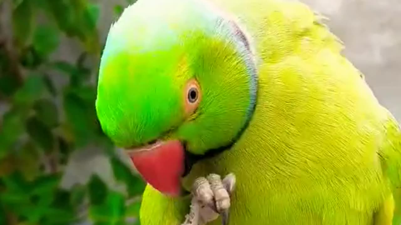 Parrot 🦜 Speaking Urdu Language