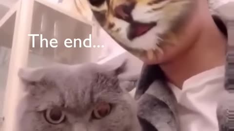 FUNNY CAT REACTION 🤣😂