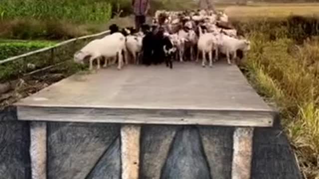 EZ 2 FOOL; SHEEP, RU?