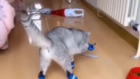 Cat Walks In A Very Funny Way - TikTok Cats (#Funny #Animals #435)