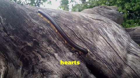 The Scolopendra Predator: A History of Nature's Most Terrifying Hunter