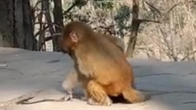 5 Romantic Monkey Pet Lovely Holidays