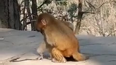 5 Romantic Monkey Pet Lovely Holidays