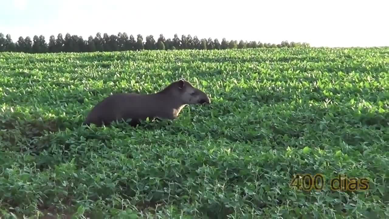 Curiosidades sobre a Anta