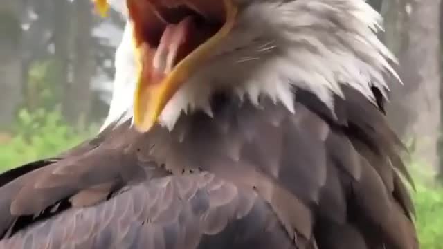 📢 Sound on! Absolutely beautiful! He’s saying goodmorning🦅