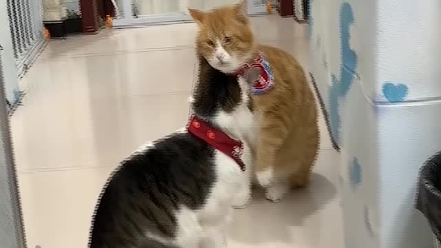 These pets are really nice and lovely
